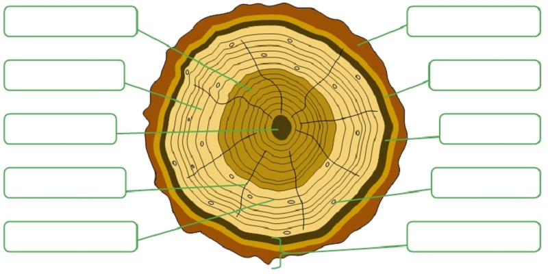 Stammaufbau Stammaufbau